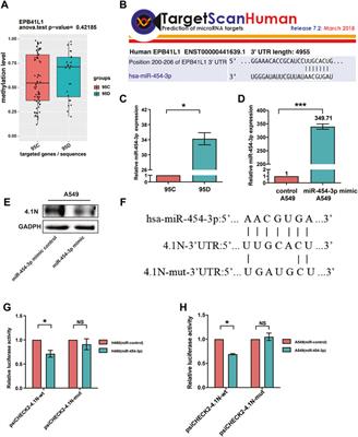 Tumor Suppressor 4.1N/EPB41L1 is Epigenetic Silenced by Promoter Methylation and MiR-454-3p in NSCLC